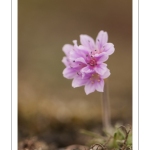 Armérie maritime (Armeria maritima), œillet marin, gazon d'Olympe, gazon d'Espagne - Série " La flore du Hâble d'Ault"