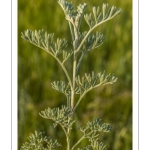 Armoise maritime (Artemisia maritima, absinthe de mer, sanguenite)