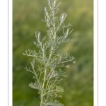 Armoise maritime (Artemisia maritima, absinthe de mer, sanguenite)