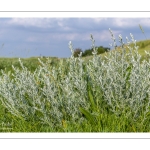 Armoise maritime (Artemisia maritima) ou absinthe de mer