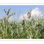 Armoise maritime (Artemisia maritima) ou absinthe de mer