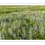 Armoise maritime (Artemisia maritima) ou absinthe de mer