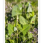 Arroche hastée (Atriplex prostrata, ex A.hastata)