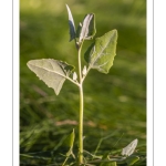 Arroche hastée (Atriplex prostrata, ex A.hastata)