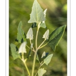 Arroche hastée (Atriplex prostrata, ex A.hastata)