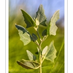 Arroche hastée (Atriplex prostrata, ex A.hastata)