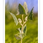 Arroche hastée (Atriplex prostrata, ex A.hastata)