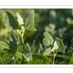 Arroche hastée (Atriplex prostrata, ex A.hastata)