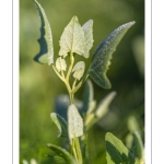 Arroche hastée (Atriplex prostrata, ex A.hastata)