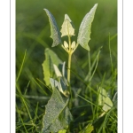 Arroche hastée (Atriplex prostrata, ex A.hastata)