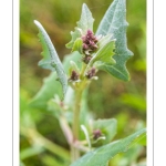 Arroche hastée (Atriplex hastata) en fleur