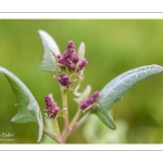 Arroche hastée (Atriplex hastata) en fleur