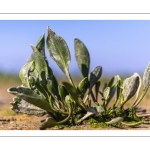 aster maritime, Tripolium pannonicum (synonyme ancien Aster tripolium L.)