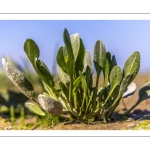 aster maritime, Tripolium pannonicum (synonyme ancien Aster tripolium L.)