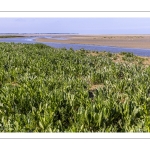 aster maritime, Tripolium pannonicum (synonyme ancien Aster tripolium L.)