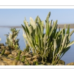 aster maritime, Tripolium pannonicum (synonyme ancien Aster tripolium L.)