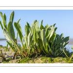 aster maritime, Tripolium pannonicum (synonyme ancien Aster tripolium L.)