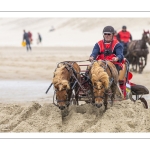 Marathon d'attelages sur la plage de Berck-sur-mer