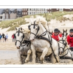 Marathon d'attelages sur la plage de Berck-sur-mer