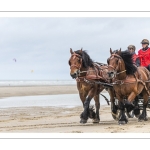Marathon d'attelages sur la plage de Berck-sur-mer