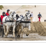 Marathon d'attelages sur la plage de Berck-sur-mer