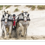 Marathon d'attelages sur la plage de Berck-sur-mer