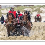 Marathon d'attelages sur la plage de Berck-sur-mer