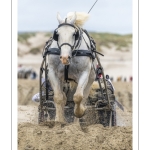 Marathon d'attelages sur la plage de Berck-sur-mer