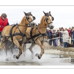 Marathon d'attelages sur la plage de Berck-sur-mer
