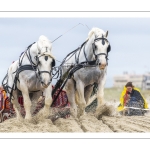 Marathon d'attelages sur la plage de Berck-sur-mer