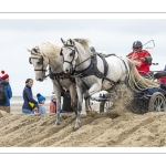 Marathon d'attelages sur la plage de Berck-sur-mer