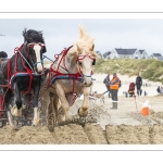 Marathon d'attelages sur la plage de Berck-sur-mer