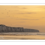 Les goélands et les mouettes sur la plage d'Ault au soleil couchant