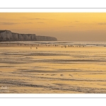 Les goélands et les mouettes sur la plage d'Ault au soleil couchant