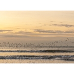 vol de mouettes  et de goélands au large d'Ault