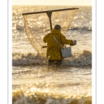 Pêcheurs au haveneau à Ault