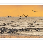 Un soir sur la plage à Ault