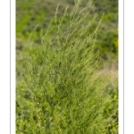 Asperge (Asparagus officinalis)