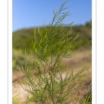 Asperge (Asparagus officinalis)