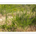 Asperge (Asparagus officinalis)