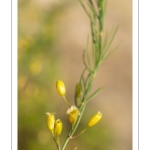 Asperge (Asparagus officinalis)