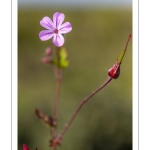 Géranium Herbe à Robert (Geranium robertianum)