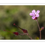 Géranium Herbe à Robert (Geranium robertianum)