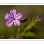 Géranium Herbe à Robert (Geranium robertianum)