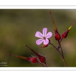 Géranium Herbe à Robert (Geranium robertianum)