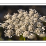 Carotte sauvage (Daucus carota)