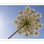 Carotte sauvage (Daucus carota)