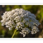 Carotte sauvage (Daucus carota)