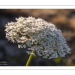 Carotte sauvage (Daucus carota)