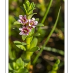 Glaux maritime (Lysimachia maritima, Glaux maritima)